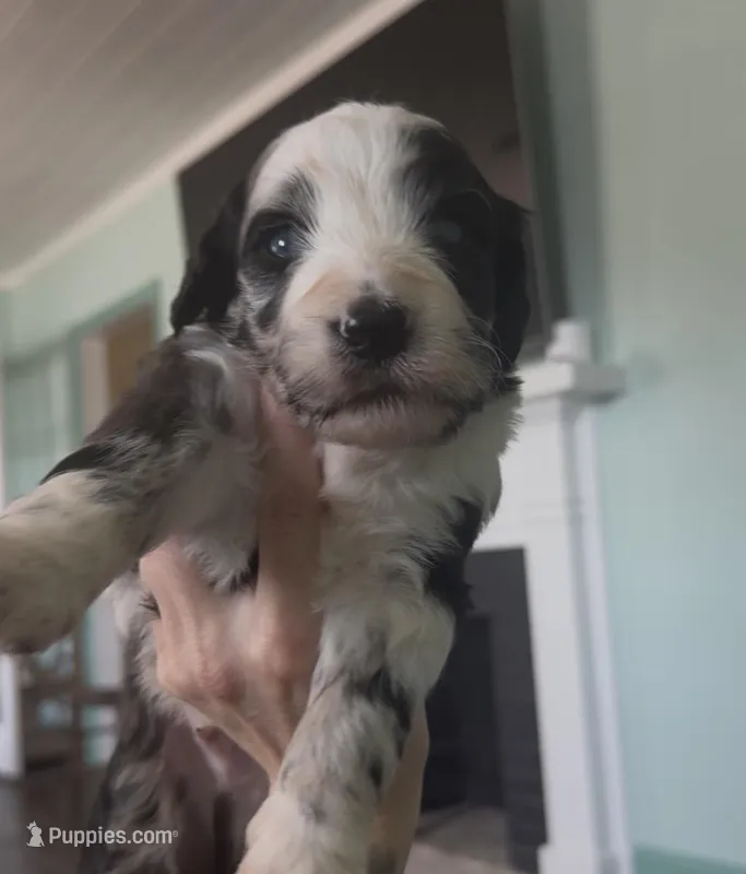 Sagittarius – Aussiedoodle puppy for sale in North Myrtle Beach, SC