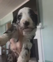 Sagittarius, a male Aussiedoodle for sale in North Myrtle Beach, SC – Photo 1 of 3
