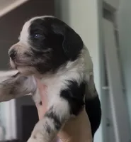 Sagittarius, a male Aussiedoodle for sale in North Myrtle Beach, SC – Photo 2 of 3