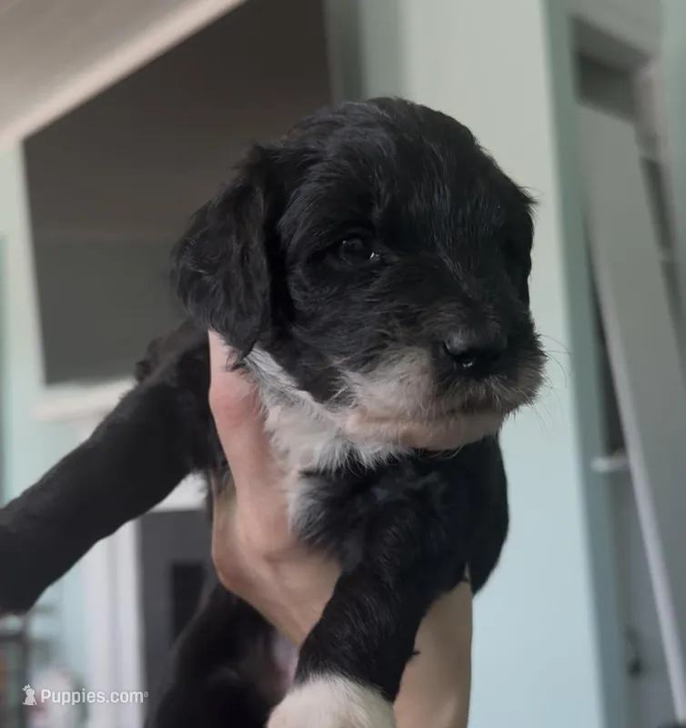 Cancer , a female Aussiedoodle for sale in North Myrtle Beach, SC – Photo 1 of 1