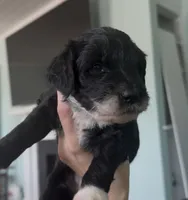 Virgo, a female Aussiedoodle for sale in North Myrtle Beach, SC – 2 of 3