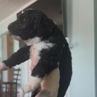 Aries, a male Aussiedoodle for sale in North Myrtle Beach, SC – Photo 2 of 3