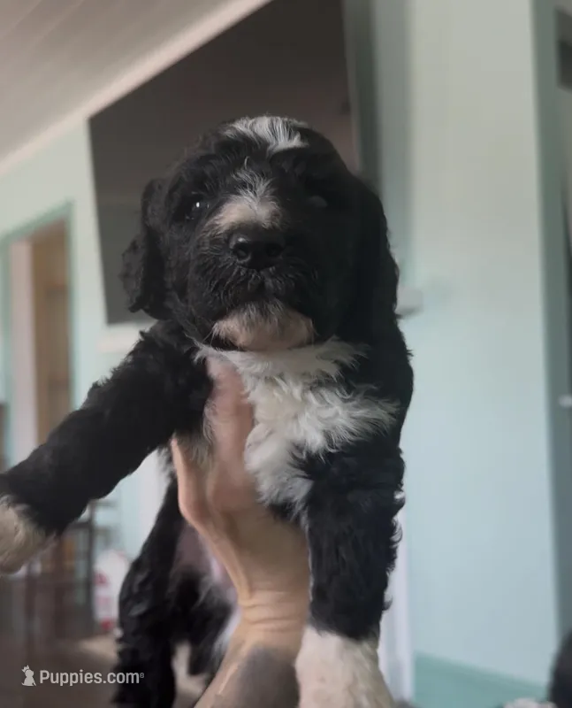Aries – Aussiedoodle puppy for sale in North Myrtle Beach, SC