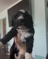 Aries, a male Aussiedoodle for sale in North Myrtle Beach, SC – Photo 1 of 3