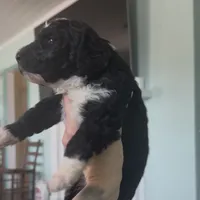 Virgo, a female Aussiedoodle for sale in North Myrtle Beach, SC – 3 of 3