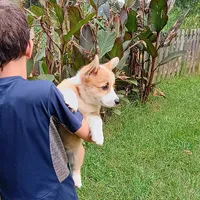 Pumbaa, a male Pembroke Welsh Corgi for sale in Bowman, GA – 2 of 2
