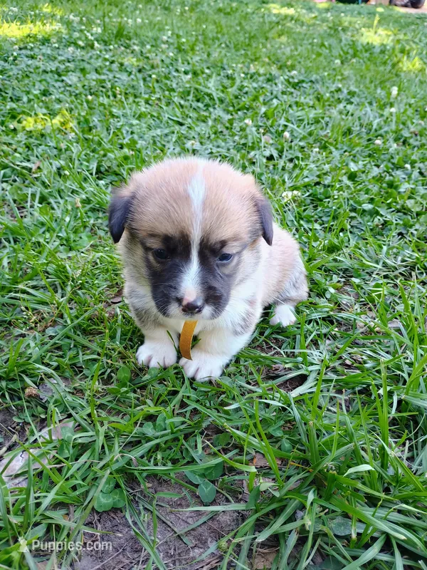 Yuna – Pembroke Welsh Corgi puppy for sale in Bowman, GA