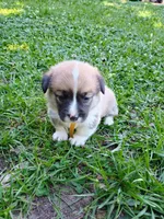 Yuna, a female Pembroke Welsh Corgi for sale in Bowman, GA – 1 of 1