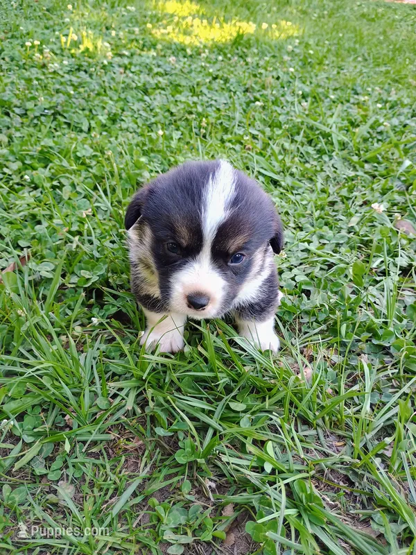 Theo  – Pembroke Welsh Corgi puppy for sale in Bowman, GA