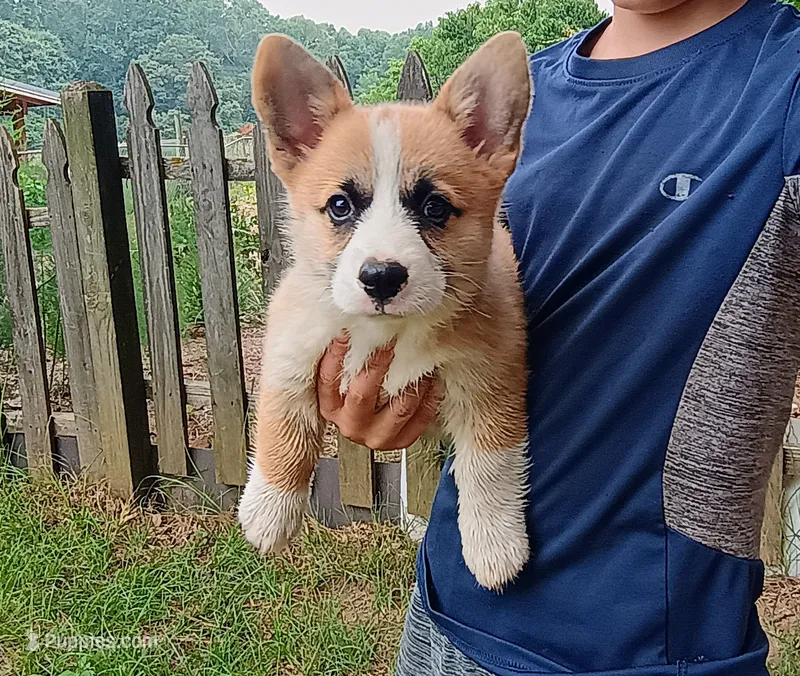 Timon – Pembroke Welsh Corgi puppy for sale in Bowman, GA