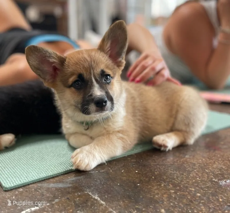 Yuna – Pembroke Welsh Corgi puppy for sale in Bowman, GA