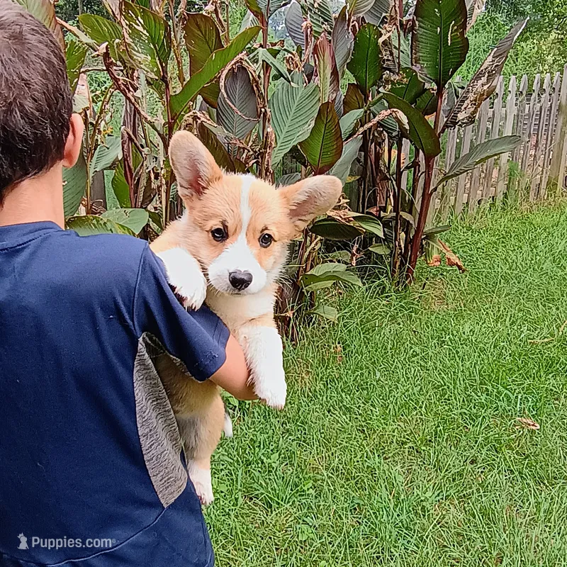 Pumbaa – Pembroke Welsh Corgi puppy for sale in Bowman, GA