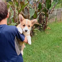 Pumbaa, a male Pembroke Welsh Corgi for sale in Bowman, GA – 1 of 2