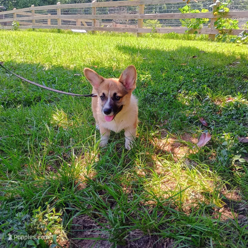 Ruby – Pembroke Welsh Corgi puppy for sale in Bowman, GA