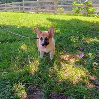 Ruby, a female Pembroke Welsh Corgi for sale in Bowman, GA – 1 of 1