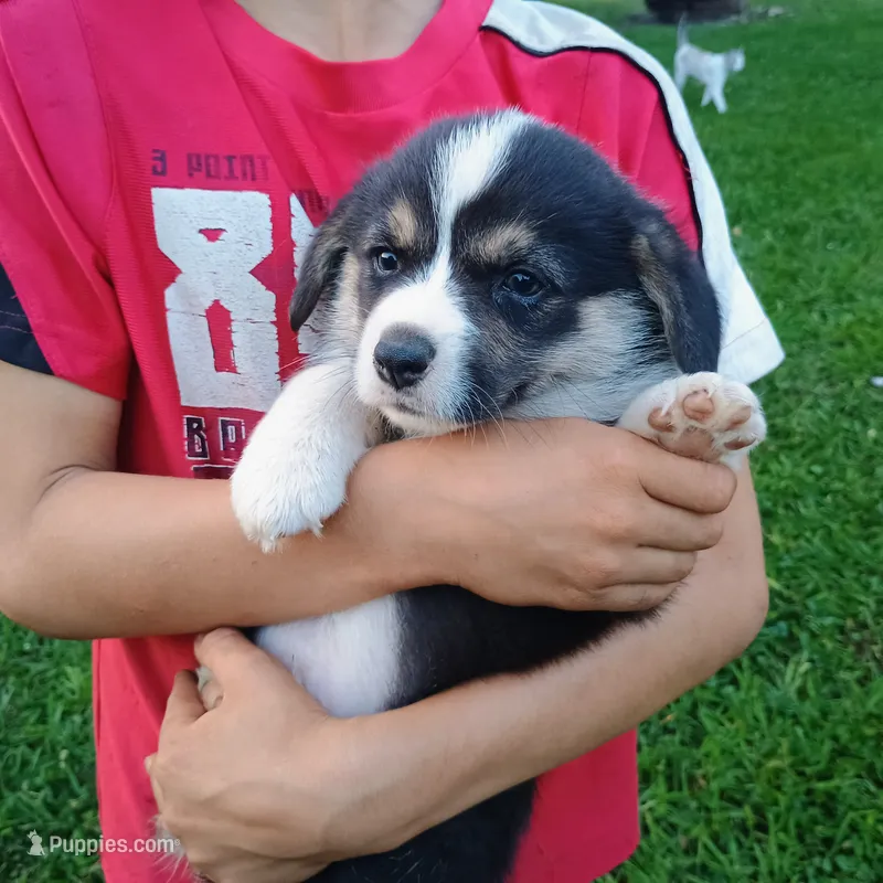 Elvis  – Pembroke Welsh Corgi puppy for sale in Bowman, GA