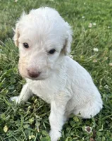 Dolly, a female Labradoodle for sale in Lenoir, NC – 7 of 9