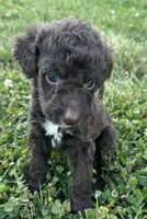 Molly, a female Labradoodle for sale in Lenoir, NC – 2 of 7