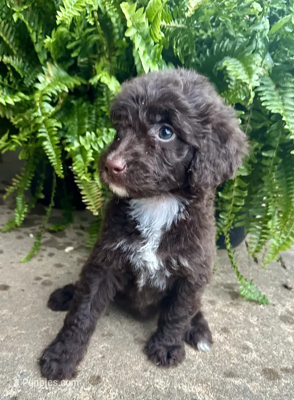 Molly – Labradoodle puppy for sale in Lenoir, NC