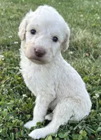 Dolly, a female Labradoodle for sale in Lenoir, NC – 4 of 9