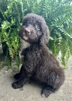 Molly, a female Labradoodle for sale in Lenoir, NC – 5 of 10