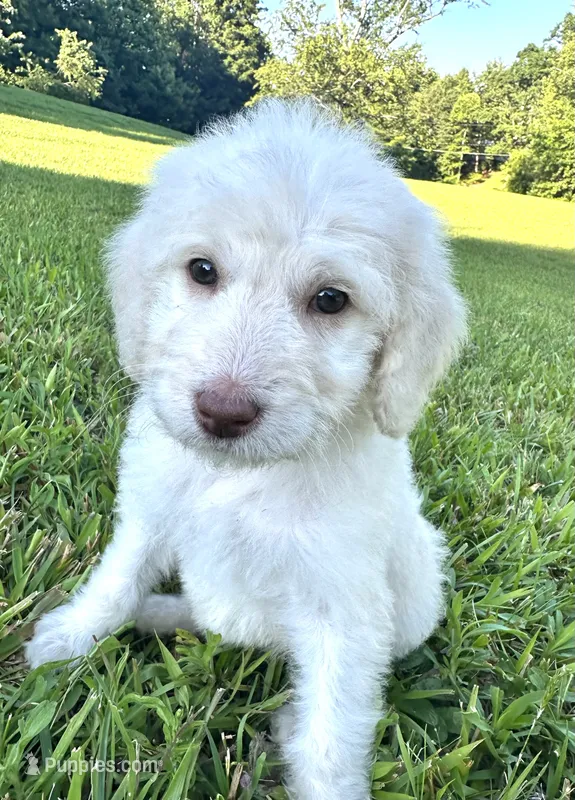Dolly – Labradoodle puppy for sale in Lenoir, NC