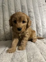 Gertie, a female Cavapoo for sale in Lenoir, NC – 3 of 6