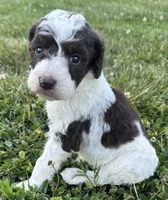 Lolli, a female Labradoodle for sale in Lenoir, NC – 6 of 9