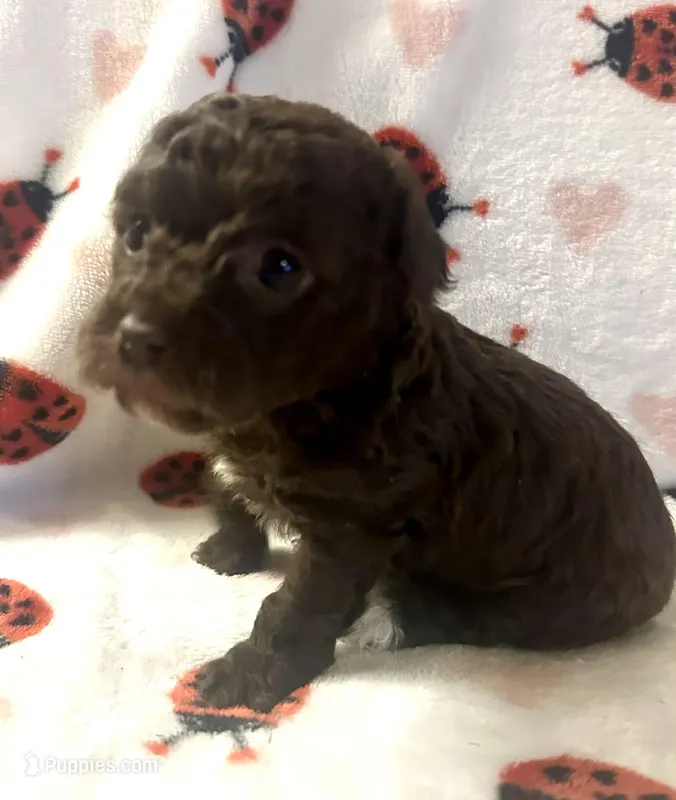 Coco, a female Poodle - Toy  for sale in Lenoir, NC – Photo 1 of 4