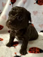 Coco, a female Poodle - Toy  for sale in Lenoir, NC – Photo 2 of 4