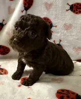 Coco, a female Poodle - Toy  for sale in Lenoir, NC – Photo 4 of 4