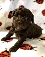 Coco, a female Poodle - Toy  for sale in Lenoir, NC – Photo 3 of 4