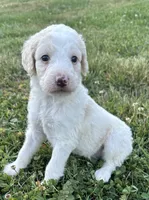Holly, a female Labradoodle for sale in Lenoir, NC – 4 of 9