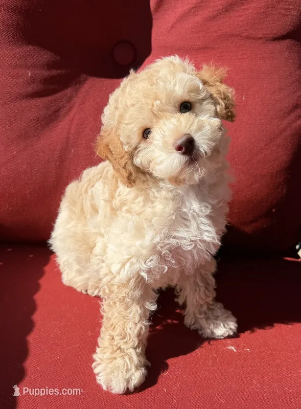 Boojee – Poodle - Toy  puppy for sale in Lenoir, NC