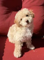 Boojee, a female Poodle - Toy  for sale in Lenoir, NC – 1 of 9