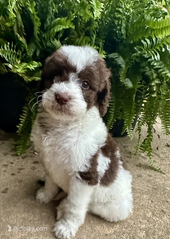 Lolli – Labradoodle puppy for sale in Lenoir, NC