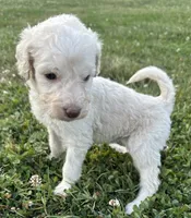 Dolly, a female Labradoodle for sale in Lenoir, NC – 9 of 9