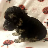 Manny, a male Poodle - Toy  for sale in Lenoir, NC – Photo 4 of 4