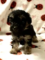 Manny, a male Poodle - Toy  for sale in Lenoir, NC – Photo 1 of 4