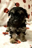 Manny, a male Poodle - Toy  for sale in Lenoir, NC – Photo 3 of 4