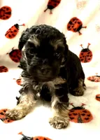 Manny, a male Poodle - Toy  for sale in Lenoir, NC – Photo 2 of 4