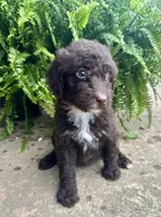 Molly, a female Labradoodle for sale in Lenoir, NC – 7 of 10