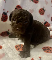 Moco, a female Poodle - Toy  for sale in Lenoir, NC – Photo 3 of 4