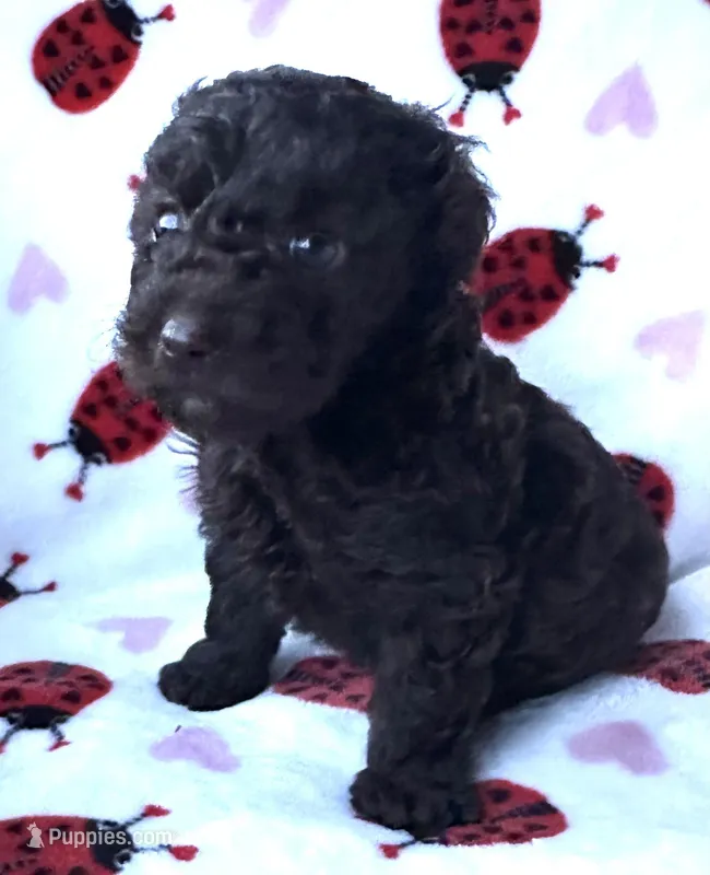 Moco – Poodle - Toy  puppy for sale in Lenoir, NC