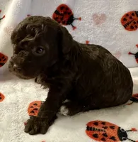 Moco, a female Poodle - Toy  for sale in Lenoir, NC – Photo 4 of 4