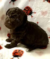 Moco, a female Poodle - Toy  for sale in Lenoir, NC – Photo 1 of 4