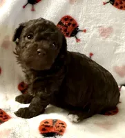 Moco, a female Poodle - Toy  for sale in Lenoir, NC – Photo 2 of 4