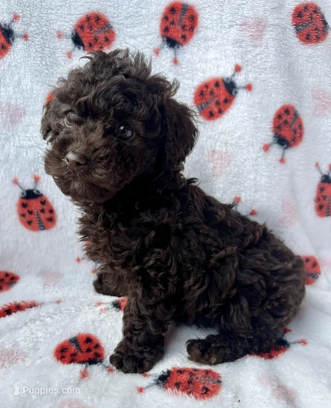 Moco – Poodle - Toy  puppy for sale in Lenoir, NC