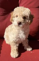 Boojee, a female Poodle - Toy  for sale in Lenoir, NC – 2 of 9