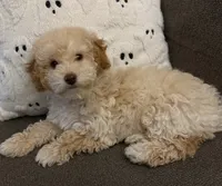 Boojee, a female Poodle - Toy  for sale in Lenoir, NC – 8 of 9